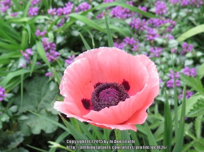 Photo of Poppies (Papaver) uploaded by ge1836