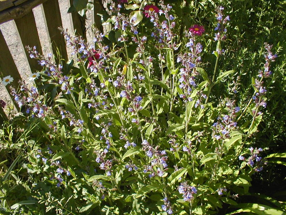 Photo of Culinary Sages (Salvia officinalis) uploaded by admin