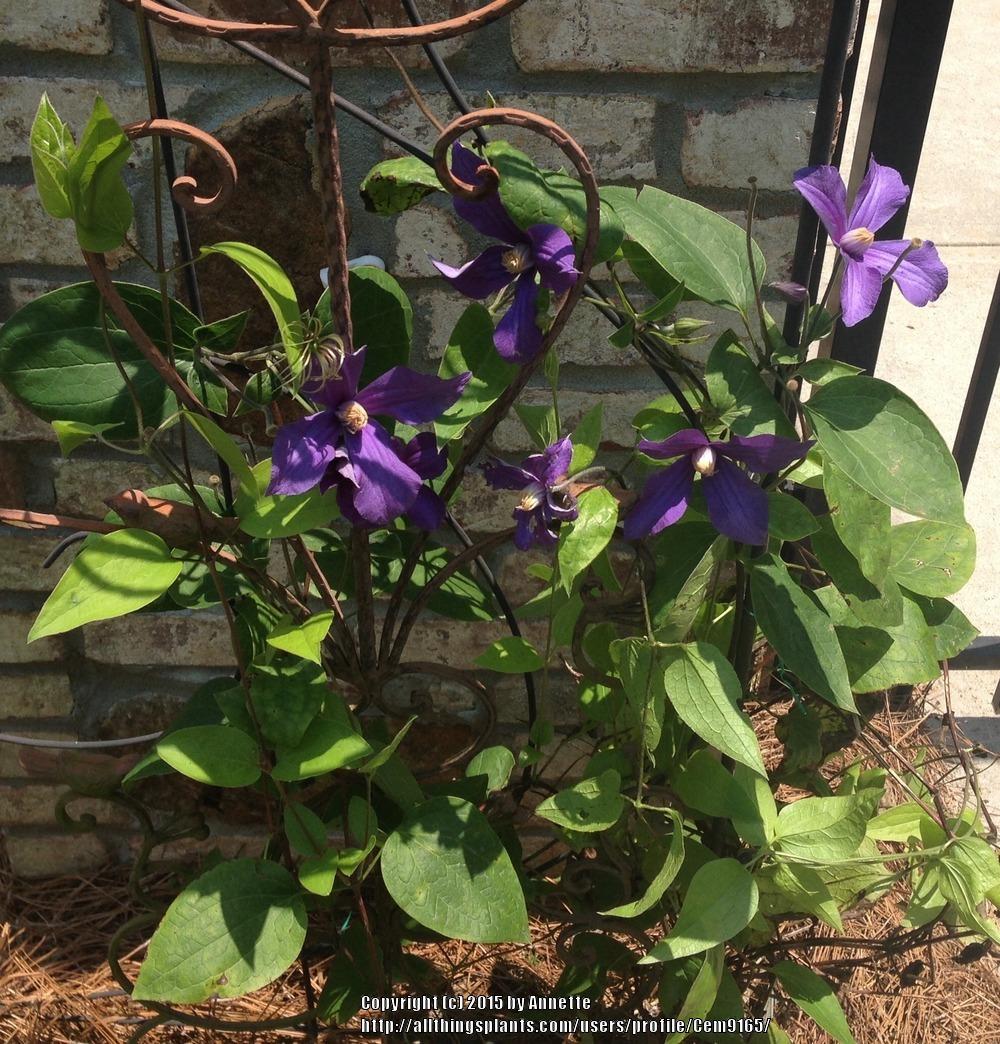 Photo of Clematis uploaded by Cem9165