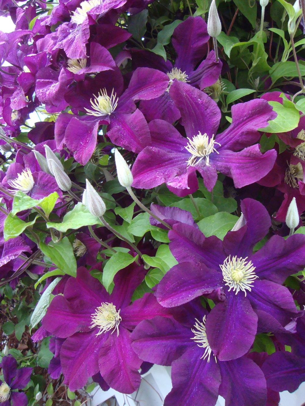 Photo of Clematis uploaded by Paul2032