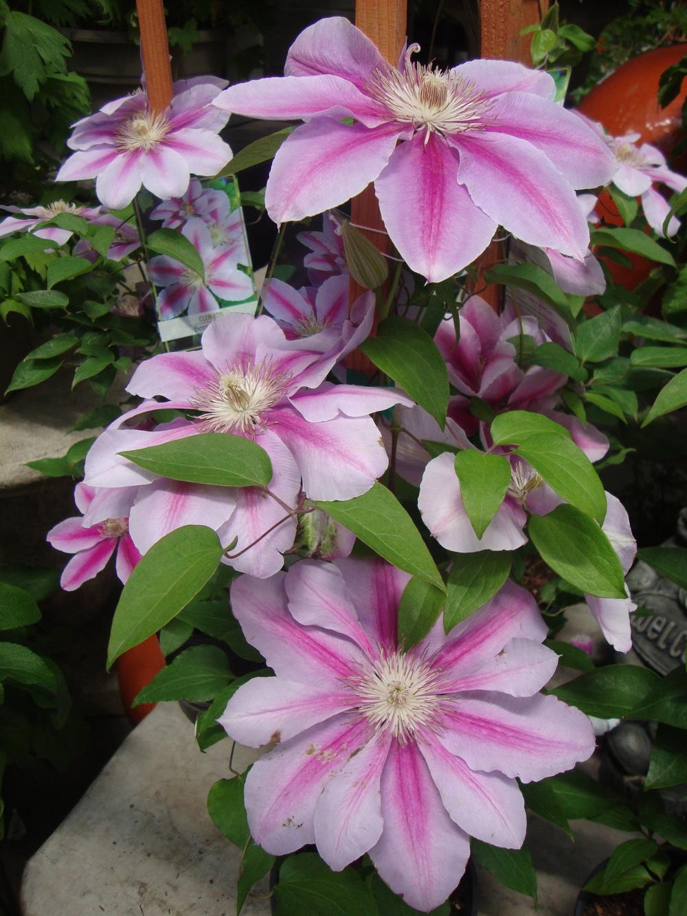Photo of Clematis 'Bees' Jubilee' uploaded by Paul2032