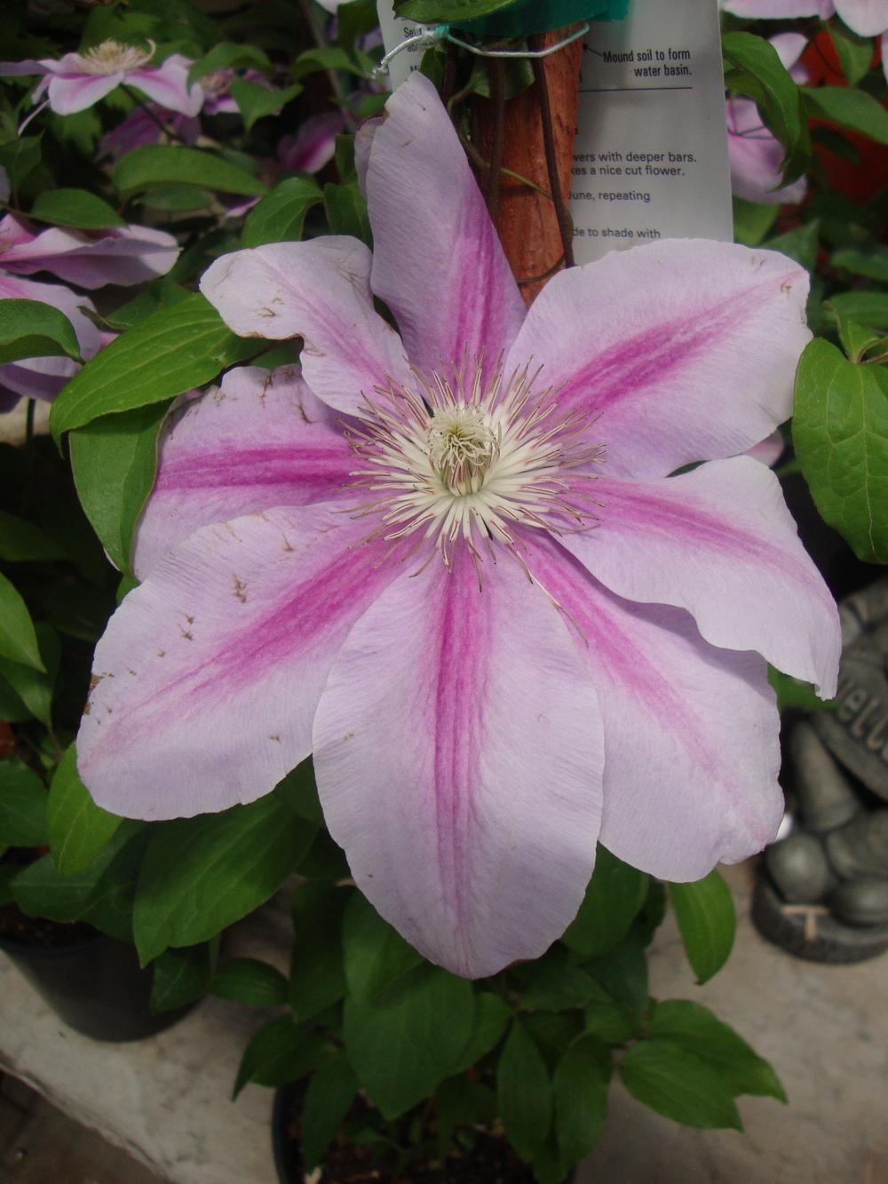 Photo of Clematis 'Bees' Jubilee' uploaded by Paul2032