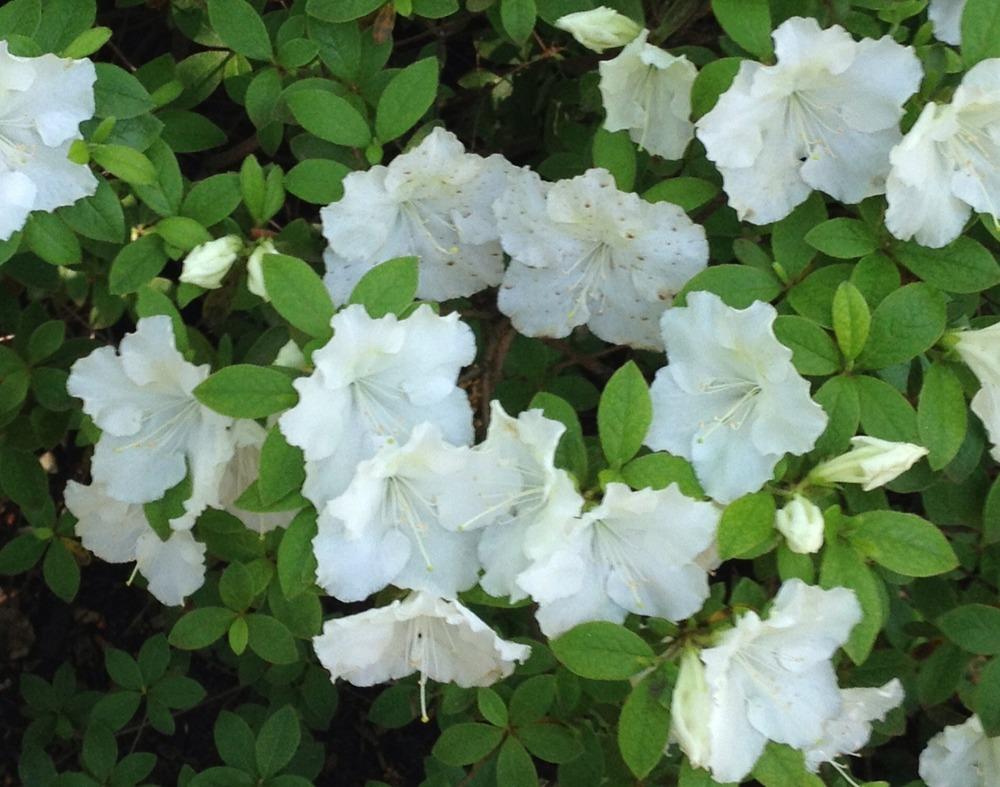 Photo of Evergreen Azalea (Rhododendron 'Delaware Valley White') uploaded by bxncbx