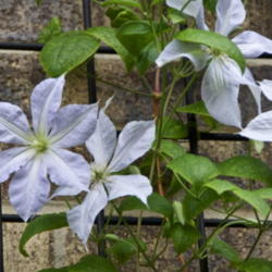 Location: Zone 5
Date: 2014-06-22 
This plant appeared out of nowhere, next to my Jackmani Clematis,
