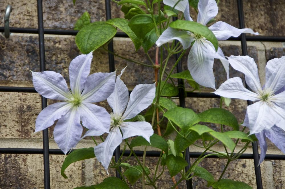 Photo of Clematis uploaded by Fleur569