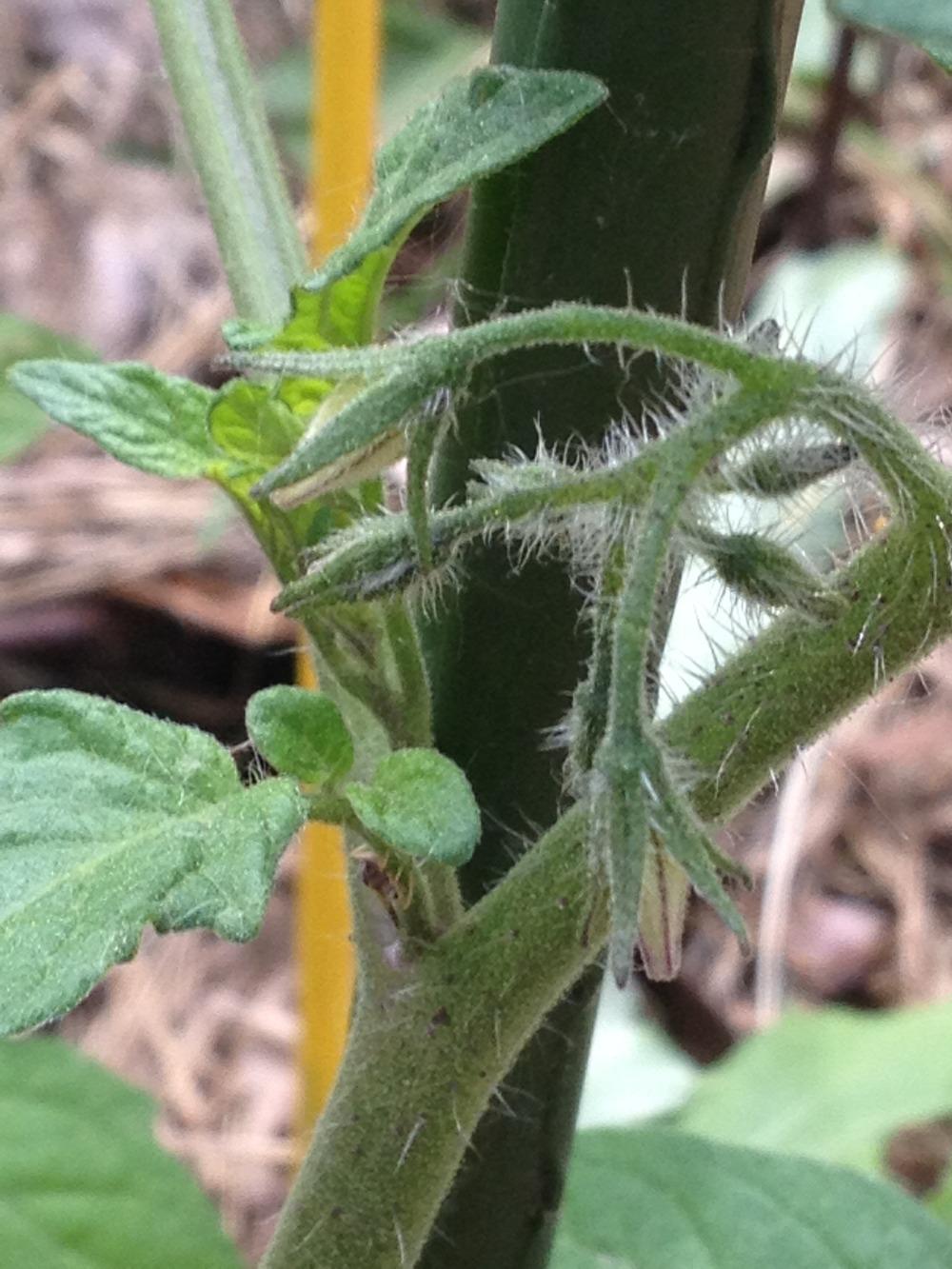 Photo of Tomato (Solanum lycopersicum 'Sungold') uploaded by Anderwood