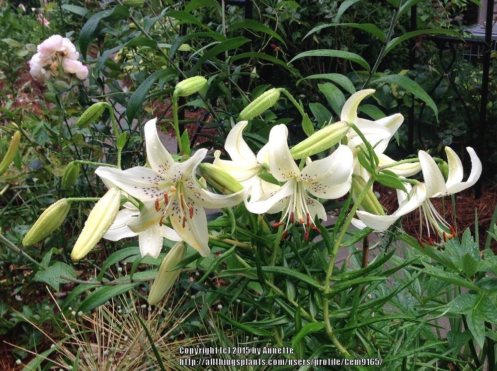 Photo of Lilies (Lilium) uploaded by Cem9165