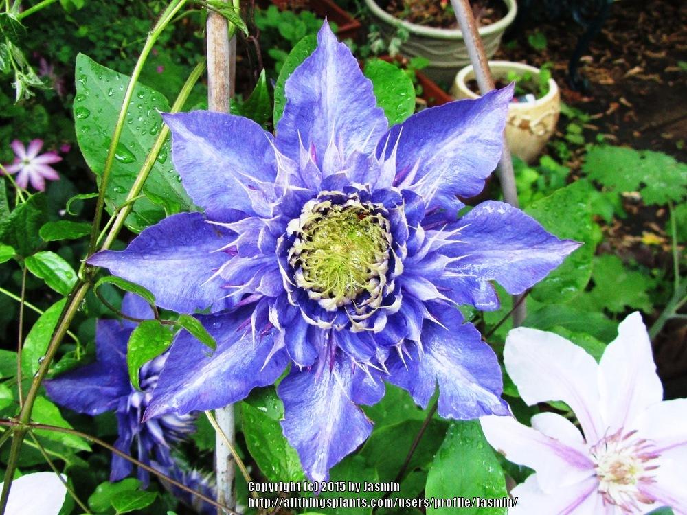 Photo of Clematis uploaded by Jasmin