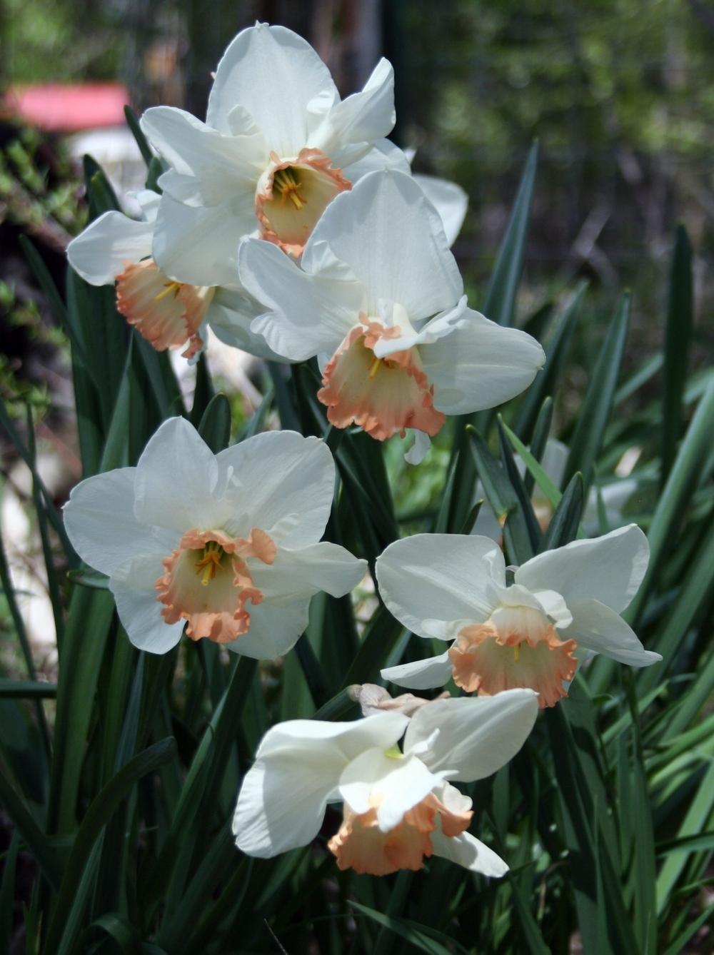 Photo of Large-Cupped Daffodil (Narcissus 'Pink Charm') uploaded by lauribob