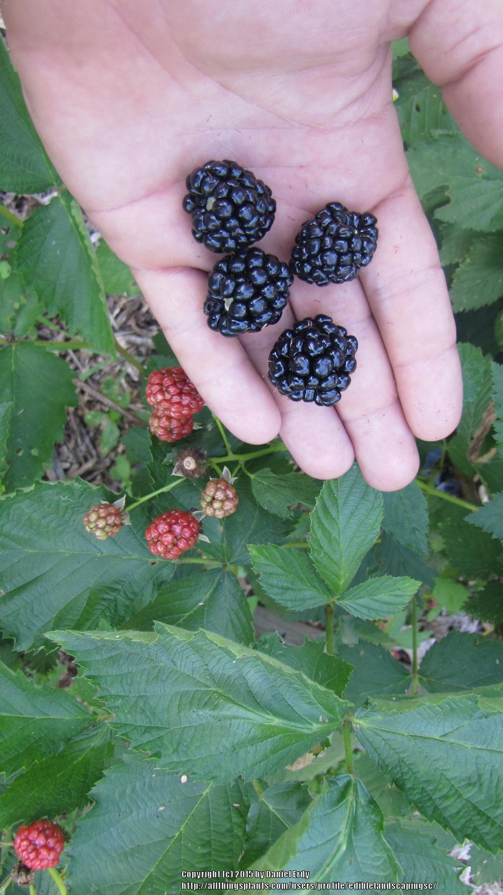 Photo of Thornless Blackberry (Rubus 'Arapaho') uploaded by ediblelandscapingsc