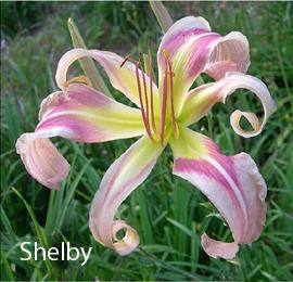Photo of Daylily (Hemerocallis 'Shelby') uploaded by Calif_Sue