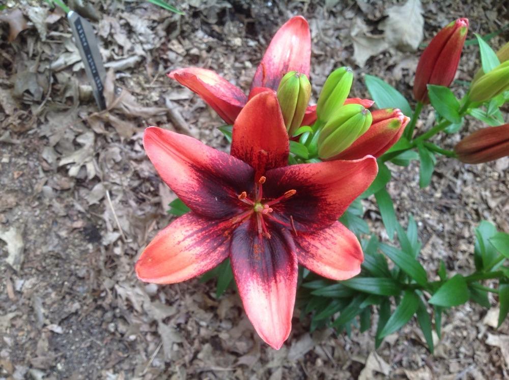 Photo of Lily (Lilium Lily Looks™ Tiny Shadow) uploaded by Cookies4kids