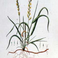 
Date: 2006-07-03
Elytrigia repens Flora Batava, Volume 7 (1830)