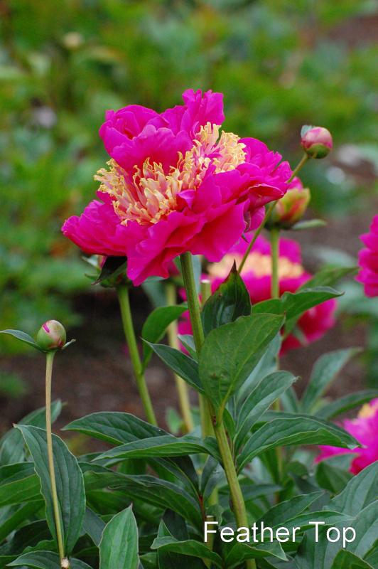 Photo of Japanese Peony (Paeonia lactiflora 'Feather Top') uploaded by coboro