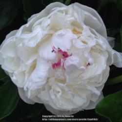 Location: Back garden
Date: Spring 2015
Single bloom of Peony Gardenia