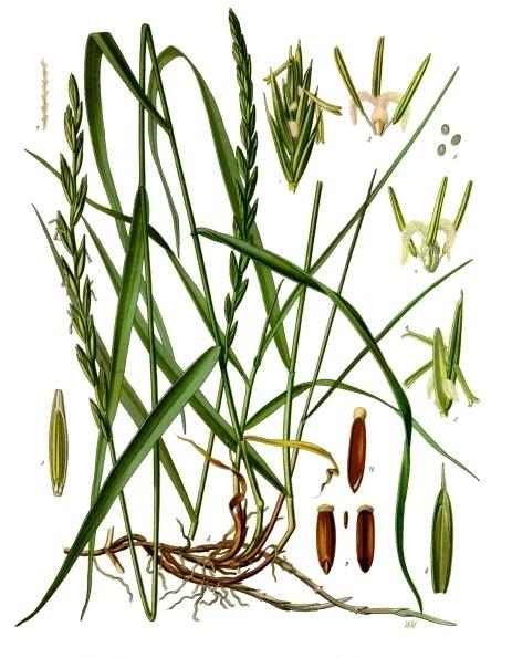 Photo of Quackgrass (Elymus repens) uploaded by admin