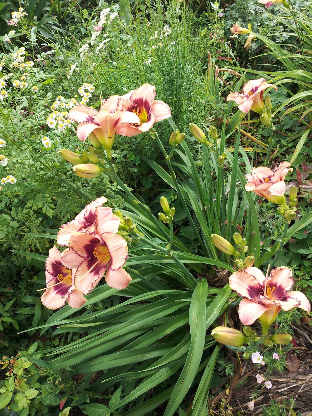 Photo of Daylilies (Hemerocallis) uploaded by gemini_sage