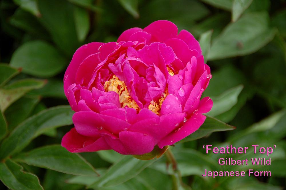 Photo of Japanese Peony (Paeonia lactiflora 'Feather Top') uploaded by Mikey