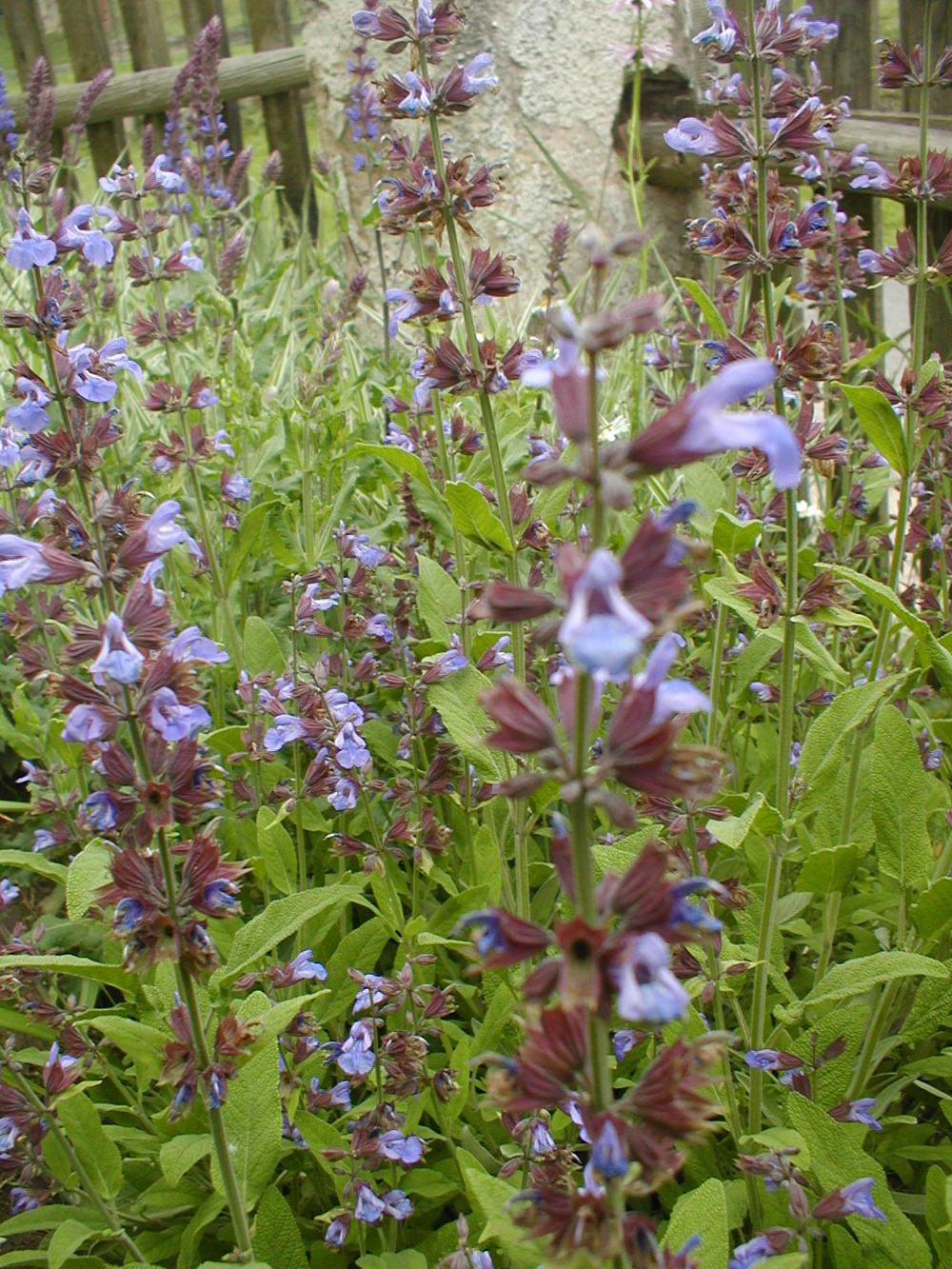 Culinary Sages Plant Care and Collection of Varieties