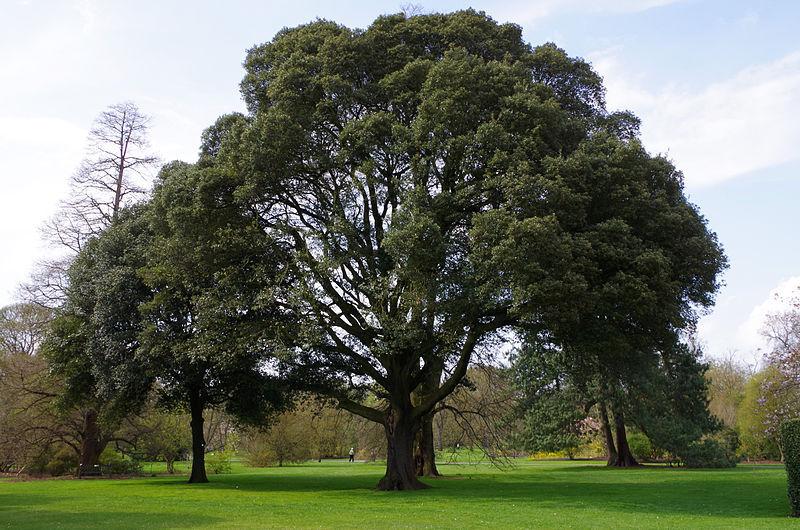 Photo of Holm Oak (Quercus ilex) uploaded by robertduval14