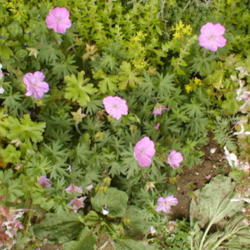 Location: CZ Sirem My garden
Date: 4000-06-27
bright leaves Geranium dalmaticum