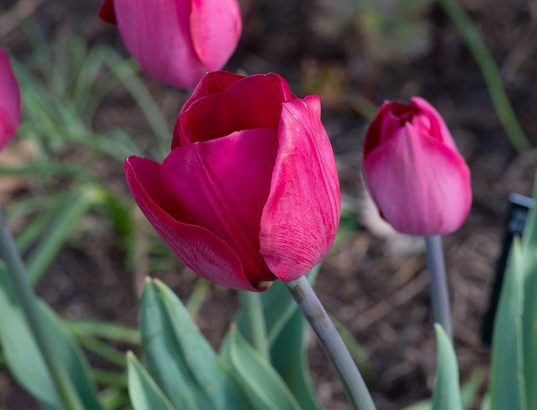 Photo of Tulips (Tulipa) uploaded by robertduval14