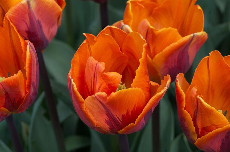 Photo of Triumph Tulip (Tulipa 'Prinses Irene') uploaded by robertduval14