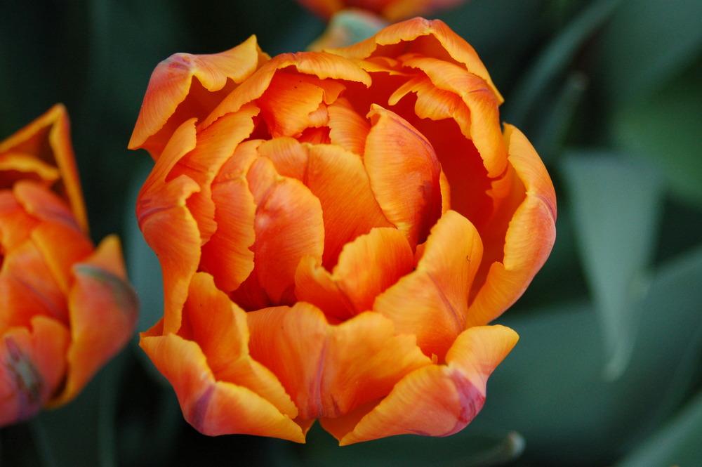 Photo of Peony-flowered Tulip (Tulipa 'Orange Princess') uploaded by nben