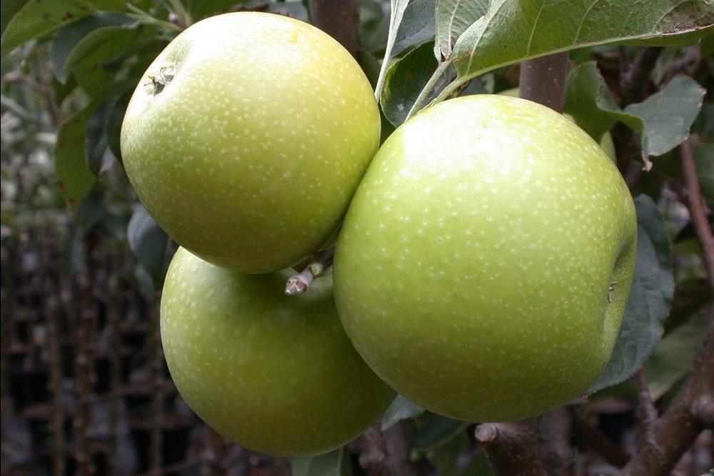 Photo of Asian Pear (Pyrus pyrifolia 'Hosui') uploaded by admin