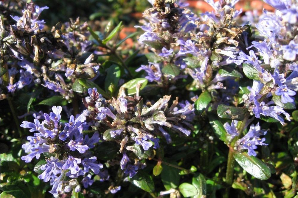Photo of Bugleweed (Ajuga reptans Chocolate Chip) uploaded by admin