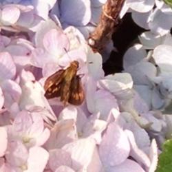 Location: Maryland
Date: 2015-07-03
Skipper enjoying the early morning dew on the hydrangea