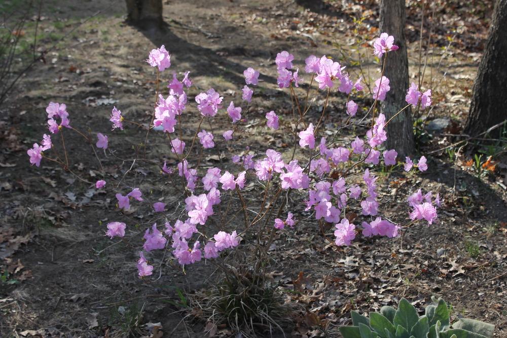 Photo of Korean Rhododendron (Rhododendron mucronulatum) uploaded by Meredith79