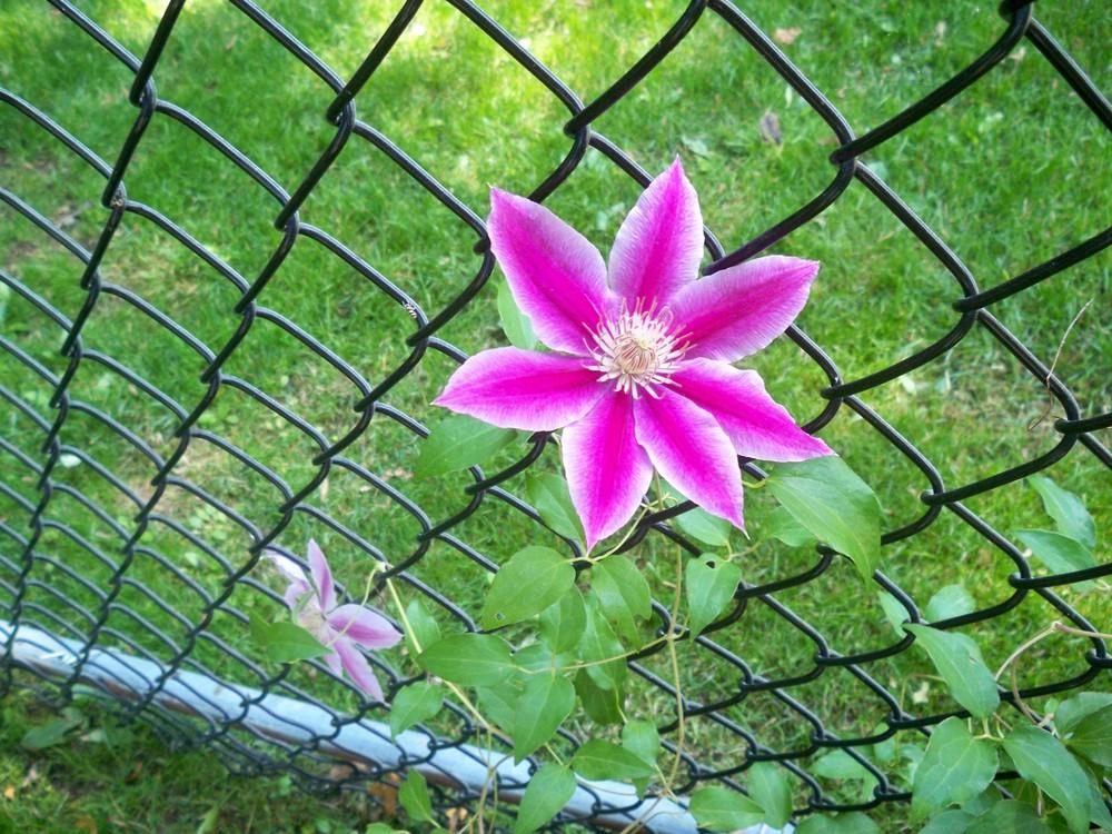 Photo of Clematis uploaded by NJBob