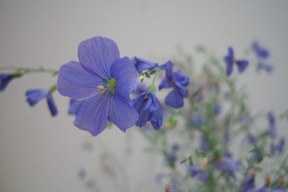 Photo of Blue Flax (Linum perenne) uploaded by admin