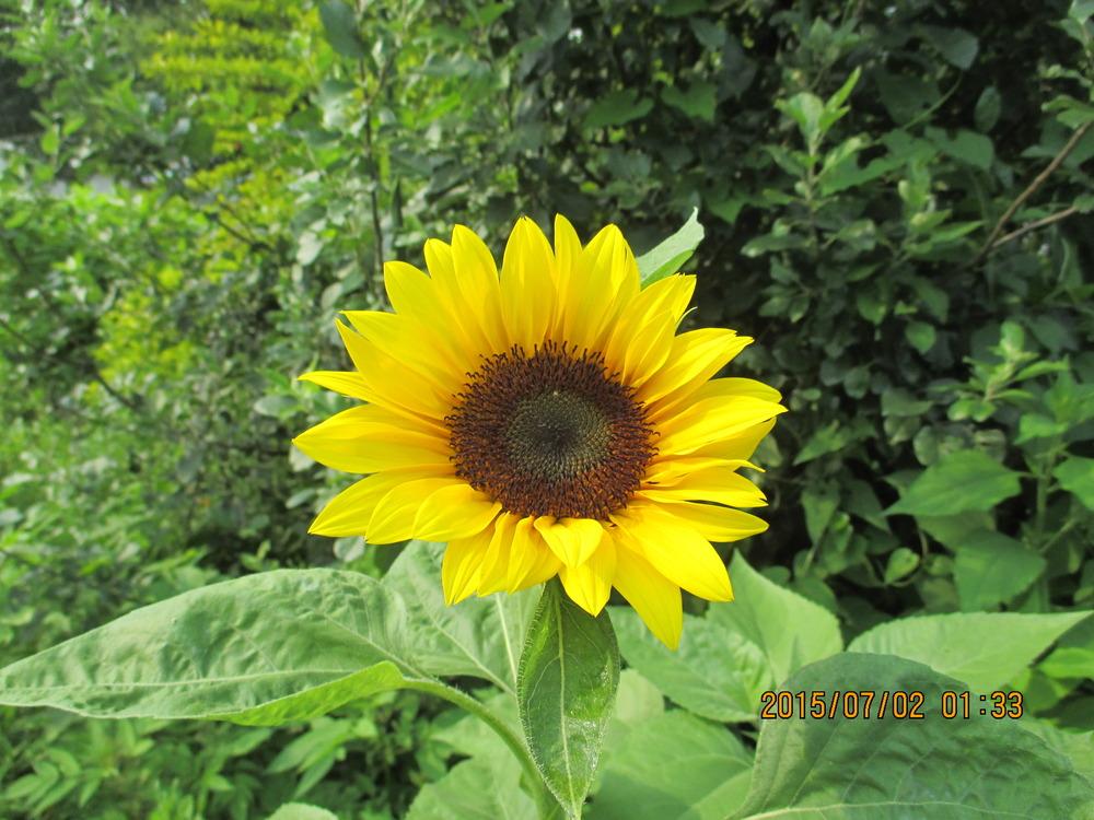 Photo of Sunflowers (Helianthus annuus) uploaded by jimard8