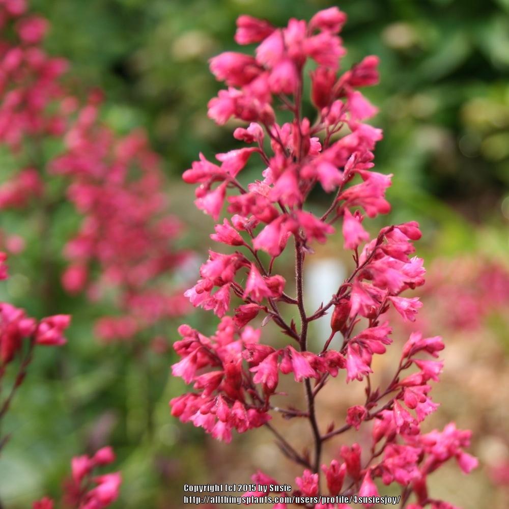 Coral Bells Plant Care and Collection of Varieties