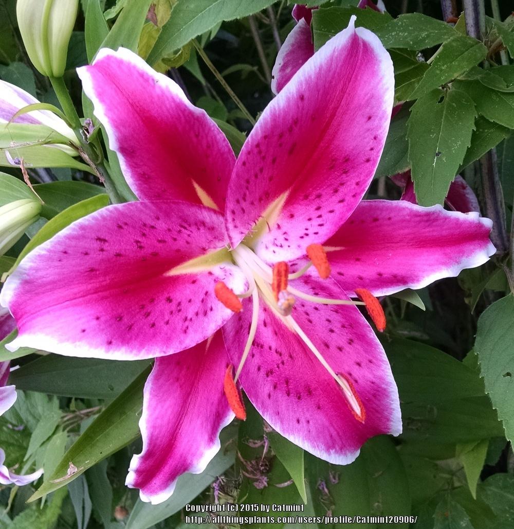 Photo of Oriental Lily (Lilium 'Star Gazer') uploaded by Catmint20906
