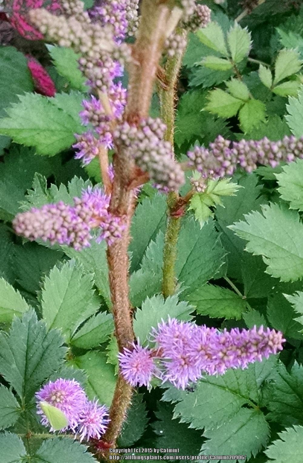 Photo of Chinese Astilbe (Astilbe rubra) uploaded by Catmint20906