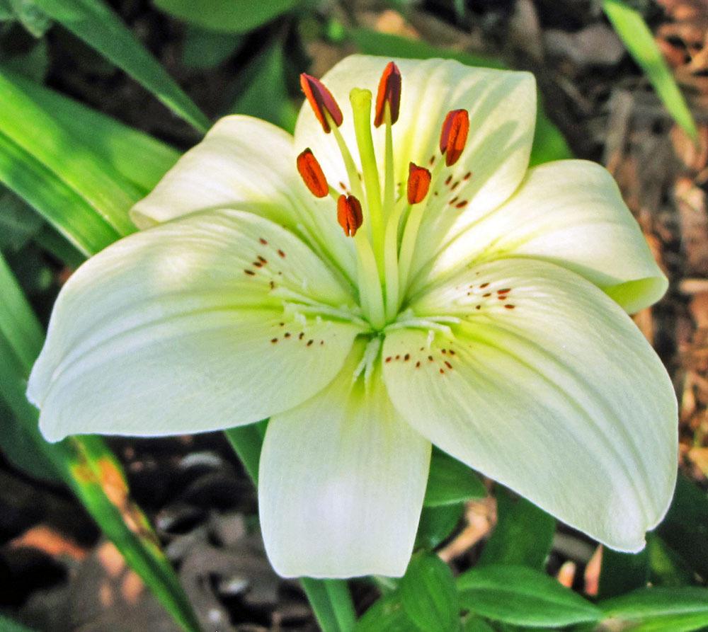 Photo of Lilies (Lilium) uploaded by TBGDN