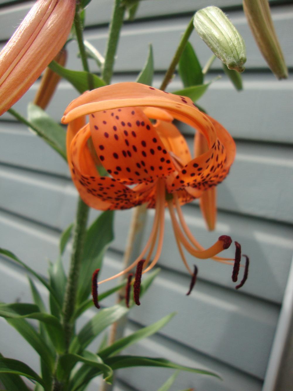 Photo of Lilies (Lilium) uploaded by Paul2032