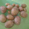 Photo of tubers harvested from plants.  Please note: plants were 