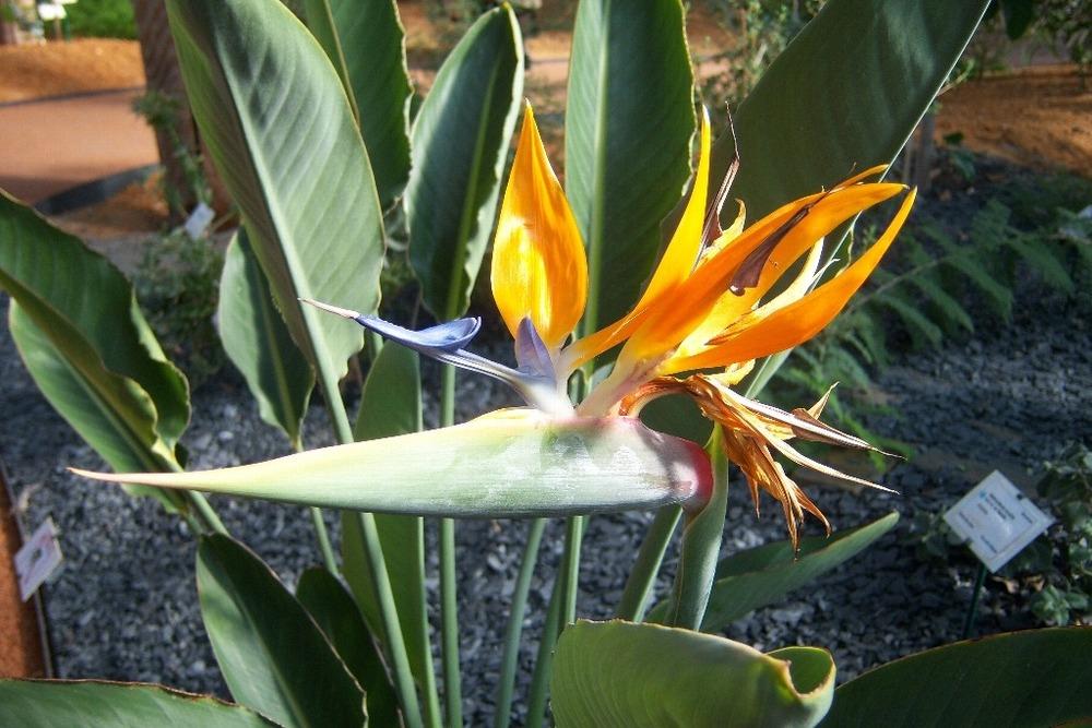 Photo of Bird of Paradise (Strelitzia reginae) uploaded by admin