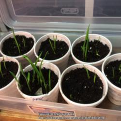 Location: Jones OK,
Date: Winter of 2015
Daylily seedlings germinating. To be blooming Next year.