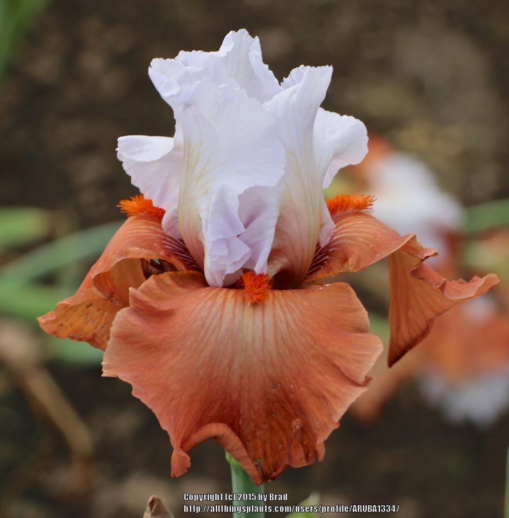 Photo of Tall Bearded Iris (Iris 'Pumpkin Pie ala Mode') uploaded by ARUBA1334