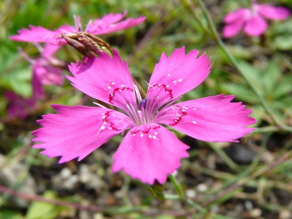 Photo of Maiden Pink (Dianthus deltoides) uploaded by admin