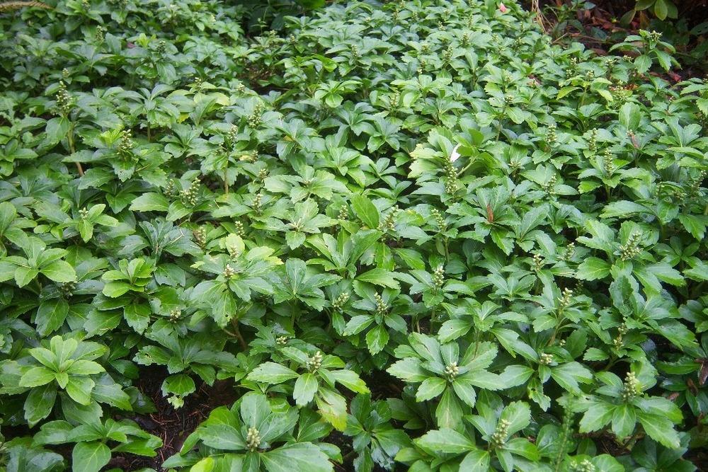 Photo of Japanese Spurge (Pachysandra terminalis) uploaded by admin