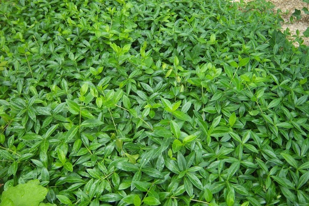 Photo of Lesser Periwinkle (Vinca minor) uploaded by admin