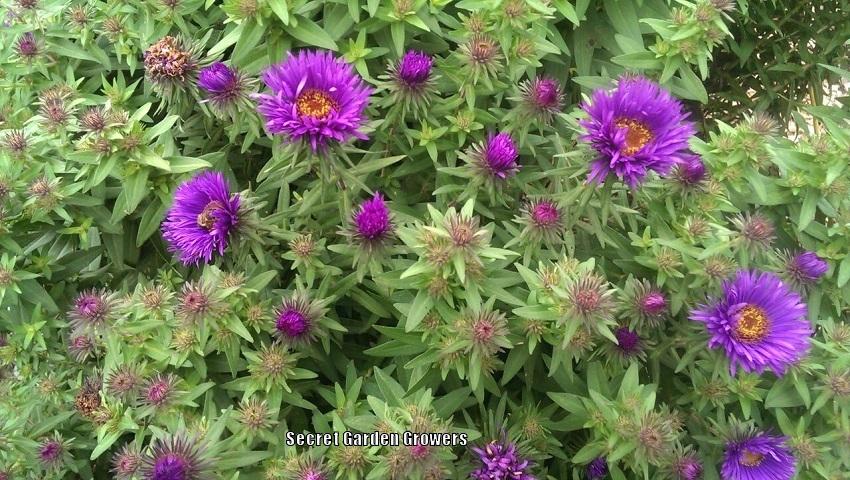 Photo of New England Aster (Symphyotrichum novae-angliae 'Purple Dome') uploaded by Joy