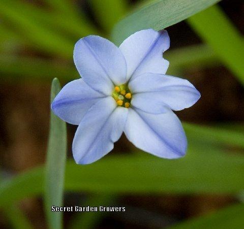 Photo of Spring Starflower (Ipheion uniflorum 'Wisley Blue') uploaded by Joy