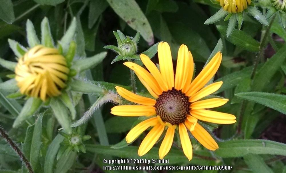 Photo of Black Eyed Susan (Rudbeckia hirta) uploaded by Catmint20906